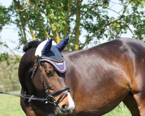 horse Dagmar (KWPN (Royal Dutch Sporthorse), 2008, from Colandro)