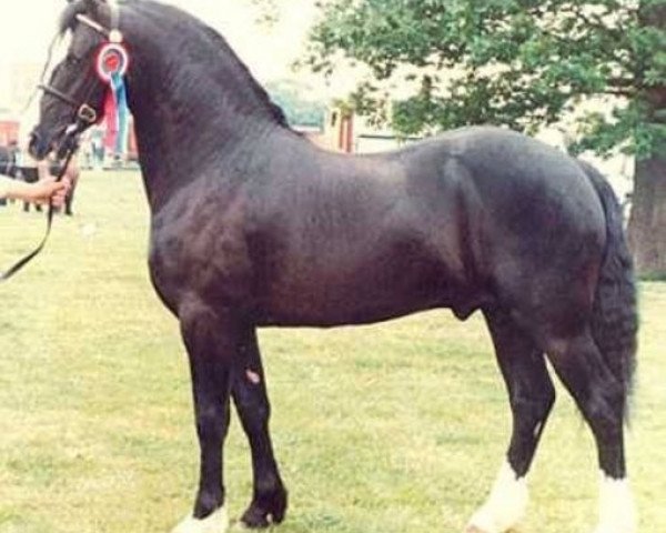 stallion Llanarth Lloyd George (Welsh-Cob (Sek. D), 1981, from Llanarth True Briton)
