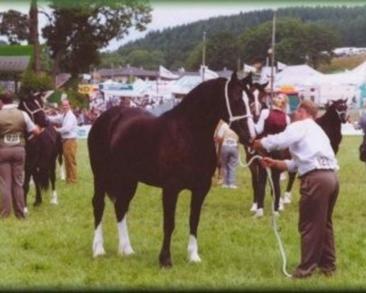 Zuchtstute Sydenham Tansy (Welsh-Cob (Sek. D), 1990, von Llanarth Lloyd George)
