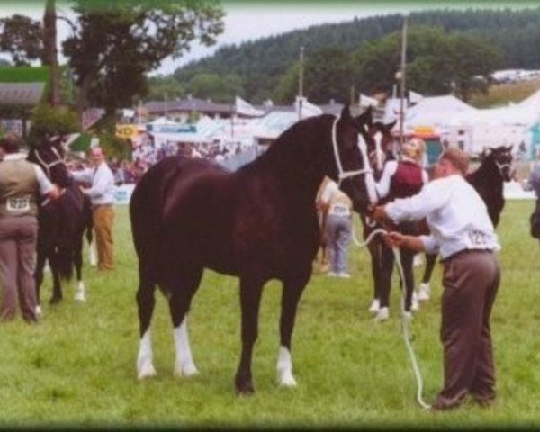 Zuchtstute Sydenham Tansy (Welsh-Cob (Sek. D), 1990, von Llanarth Lloyd George) Zuchtstute Sydenham Tansy (Welsh-Cob (Sek. D), 1990, von Llanarth Lloyd George)