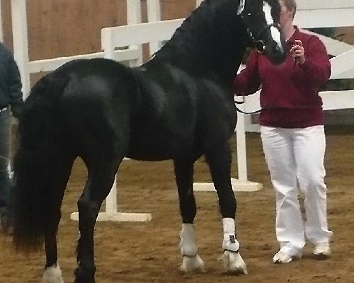 stallion Arvalon Casparov (Welsh-Cob (Sek. C), 2008, from Bronfoel Harri)