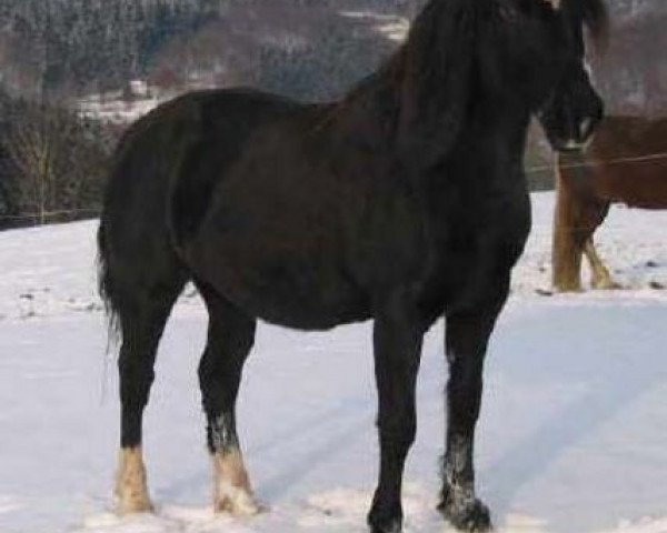 broodmare Pantlleinau Myfanwy (Welsh-Cob (Sek. D), 1984, from Nebo Magic) broodmare Pantlleinau Myfanwy (Welsh-Cob (Sek. D), 1984, from Nebo Magic)