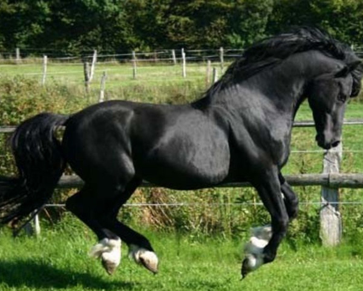 stallion Bronfoel Harri (Welsh-Cob (Sek. D), 1991, from Ebbw Victor)
