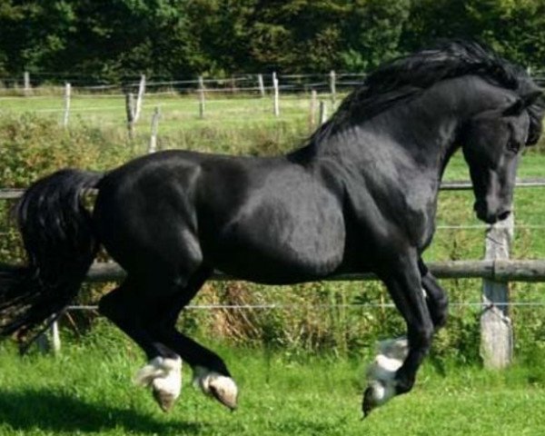 stallion Bronfoel Harri (Welsh-Cob (Sek. D), 1991, from Ebbw Victor)