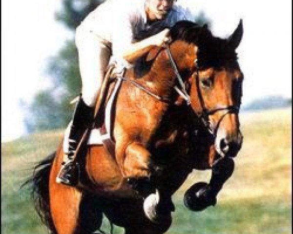 horse Tyme Square (Oldenburg, 1989, from Landadel) horse Tyme Square (Oldenburg, 1989, from Landadel)