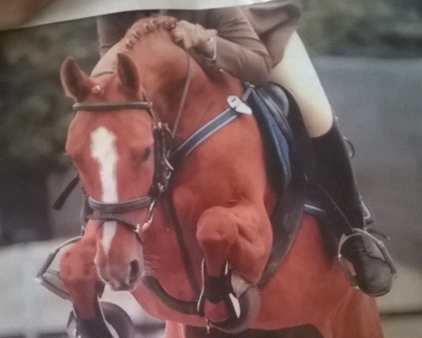 horse Grace Kelly P (German Warmblood, 2003, from Gralshüter)