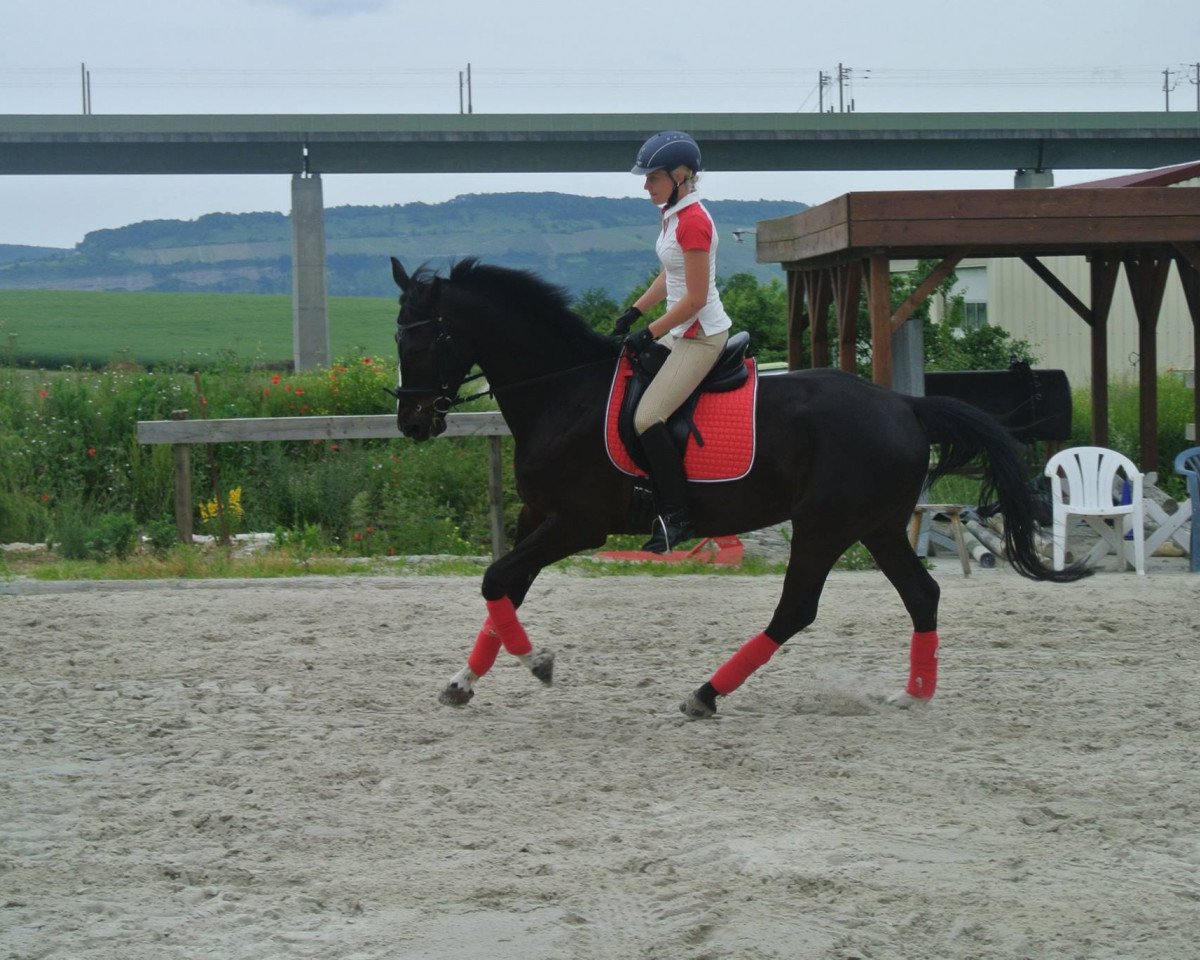 Dressurpferd Striker 5 (Hannoveraner, 2011, von Lorenzio 2)