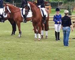 dressage horse Schmoller (Westphalian, 2009, from Sandro Bedo)