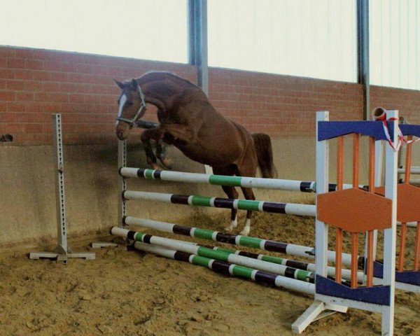 Pferd Sulaika Secret (Oldenburger, 2010, von Status Quo)