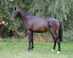 stallion Zeal Future (German Sport Horse, 2014, from Zambesi TN)