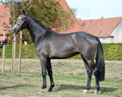 Pferd Hengst von Discar - Levistus - Expo'se (Deutsches Sportpferd, 2014, von Discar)