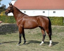 Springpferd Dia Cristo (Holsteiner, 2014, von Diamant de Semilly)