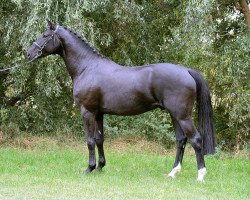 Deckhengst Dark Knight B (Hannoveraner, 2013, von Diamant de Semilly)