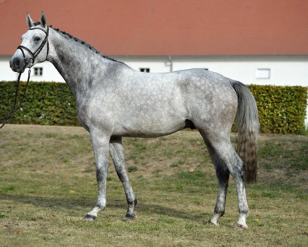 Springpferd Cnuti (Deutsches Sportpferd, 2014, von Cellestial)