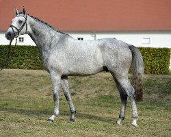 Springpferd Cnuti (Deutsches Sportpferd, 2014, von Cellestial)