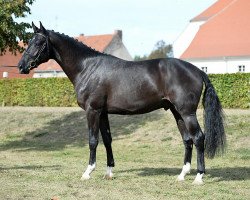 jumper Casso VA (Holsteiner, 2014, from Casall Ask)