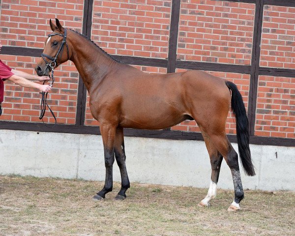horse Bugatti (German Sport Horse, 2014, from Black Jack 175)