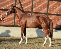 horse Quimper N (German Sport Horse, 2014, from Quaterback)