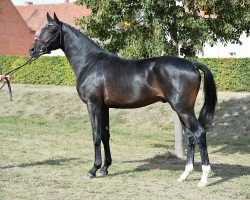 Pferd Quasé (Deutsches Sportpferd, 2014, von Quaterback)