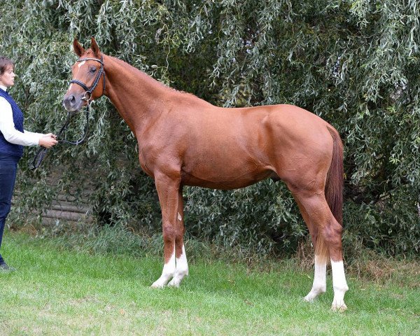 stallion Quidel (German Sport Horse, 2014, from Quaterback)