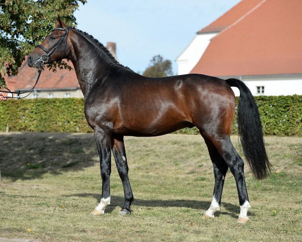 Dressurpferd Quadrillion (Deutsches Sportpferd, 2014, von Quadroneur)