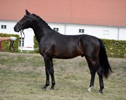 Pferd Fassil (Oldenburger, 2014, von Fürst Romancier)