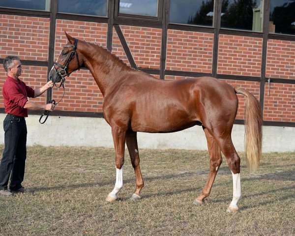 Pferd Dancemeyer (Hannoveraner, 2014, von Dancier)