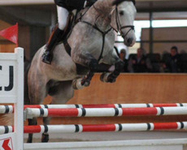 jumper Independant de La Velle CH (Swiss Warmblood, 2006, from Ideal du Pichoux)