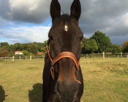 Springpferd Finley 63 (Hannoveraner, 2003, von For Keeps)