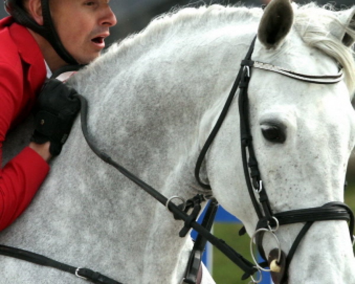 Broodmare Cleopatre F (Holsteiner, 2004, from Cassini I)