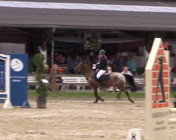 Reitturnier Münster-Roxel 2019