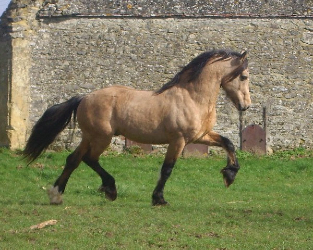 stallion Trevallion Harley (Welsh-Cob (Sek. D), 1995, from Trevallion Flash Jack)