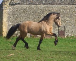 stallion Trevallion Harley (Welsh-Cob (Sek. D), 1995, from Trevallion Flash Jack)