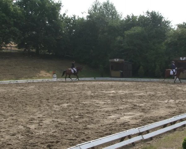 Reitturnier Vlotho-Exter 2019