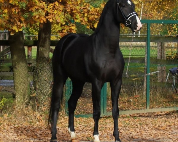 dressage horse Quadriga's Jazz Hit (Oldenburg, 2009, from Jazzman)