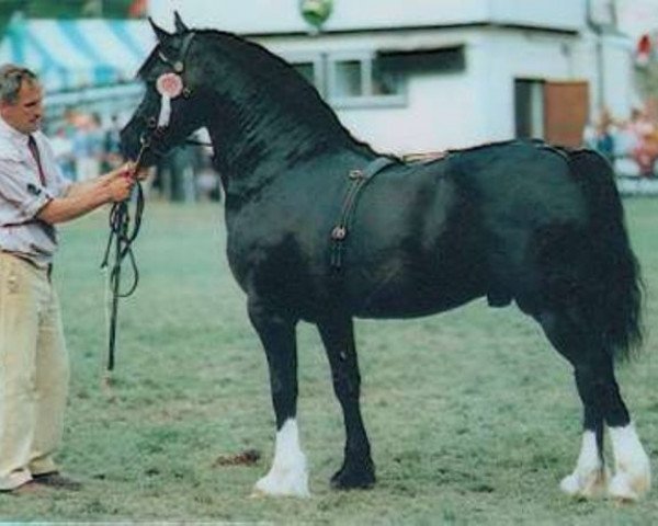 Deckhengst Thorneyside Flyer (Welsh-Cob (Sek. D), 1985, von Brynymor Welsh Magic)