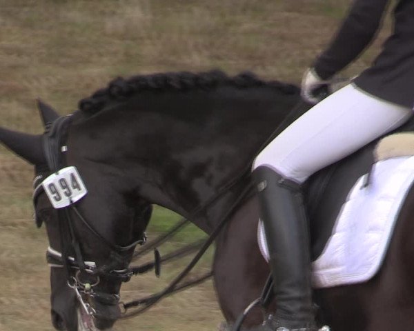 Reitturnier Vlotho-Exter 2019