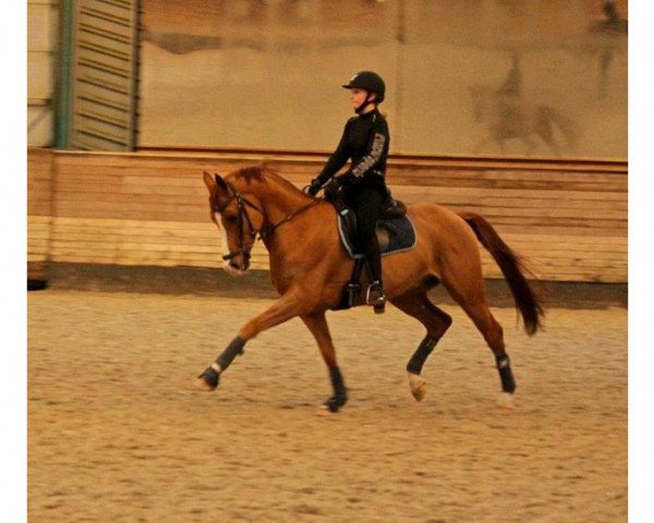 Deckhengst Caracas (Nederlands Welsh Ridepony, 2005, von Bokkesprong Czardas)