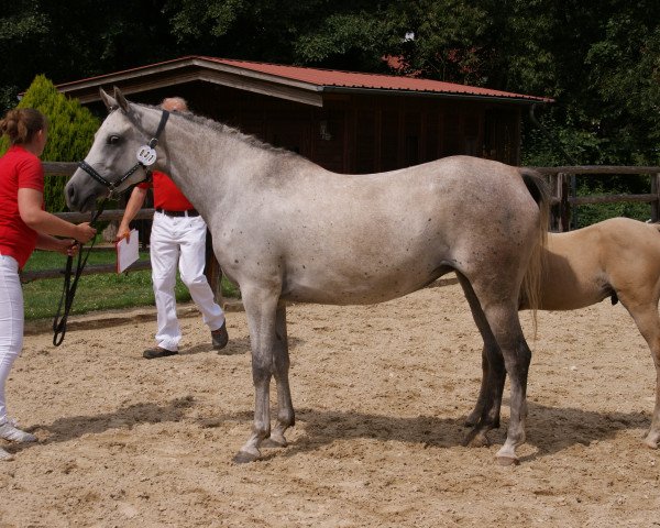 broodmare ES Valentina (Arabian purebred, 2011, from AE Haalim Jamil EAO)