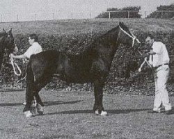 broodmare Nebo Princess Ann (Welsh-Cob (Sek. D), 1973, from Hafrena Brenin)