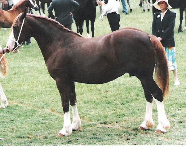 broodmare Nebo Princess Alice (Welsh-Cob (Sek. D), 1984, from Nebo Brenin)
