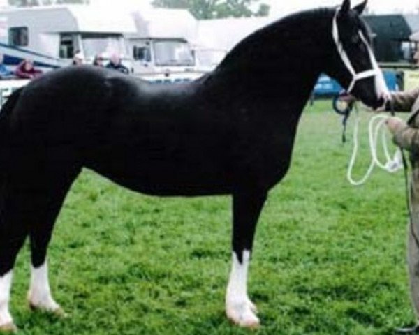 broodmare Nebo Miss Maple (Welsh-Cob (Sek. D), 1997, from Derwen Desert Express) broodmare Nebo Miss Maple (Welsh-Cob (Sek. D), 1997, from Derwen Desert Express)