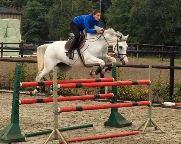 jumper Chiaro 10 (Italian Warmblood, 2009, from Zilver)
