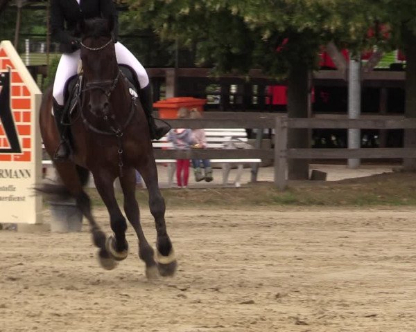 Reitturnier Münster-Roxel 2019