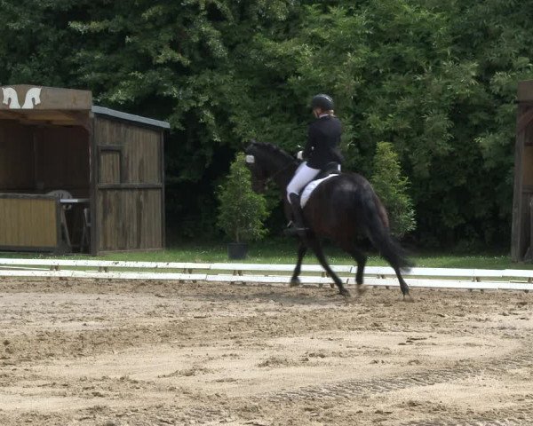 Reitturnier Vlotho-Exter 2019