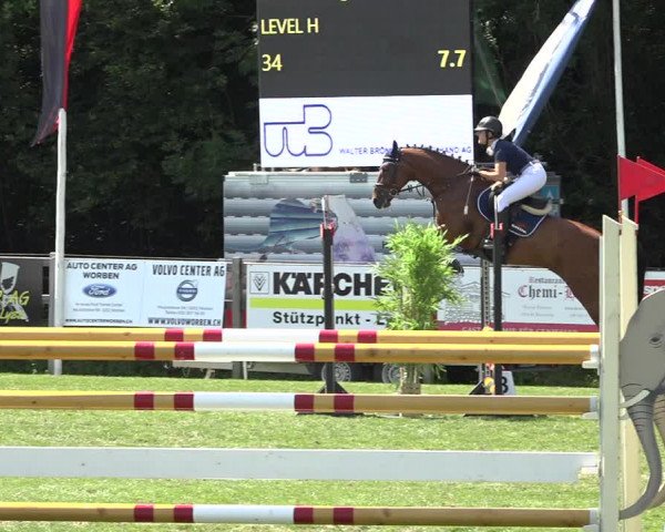 Reitturnier Kappelen-Lyss 2019