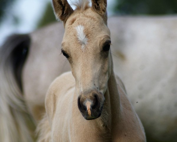 horse Royal Gold (German Riding Pony, 2016, from Rheingold)