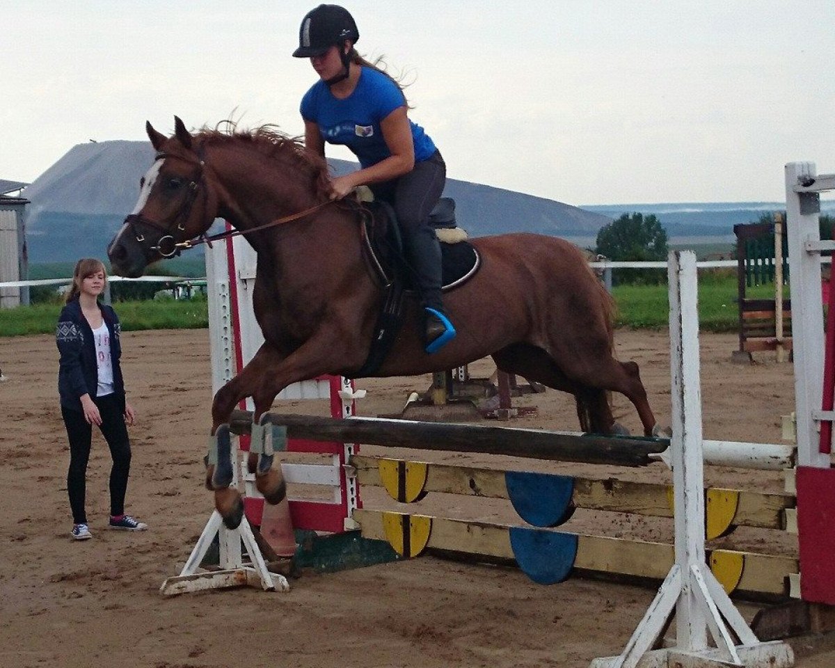 broodmare Morningstar (German Riding Pony, 2009, from Bon Jovi)