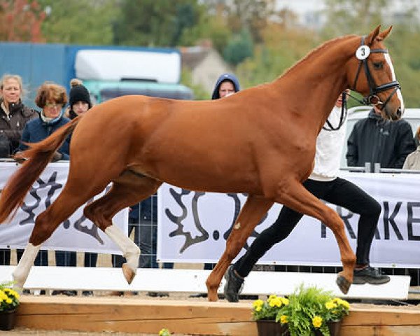 horse Red Bandit (Trakehner, 2013, from Banderas)