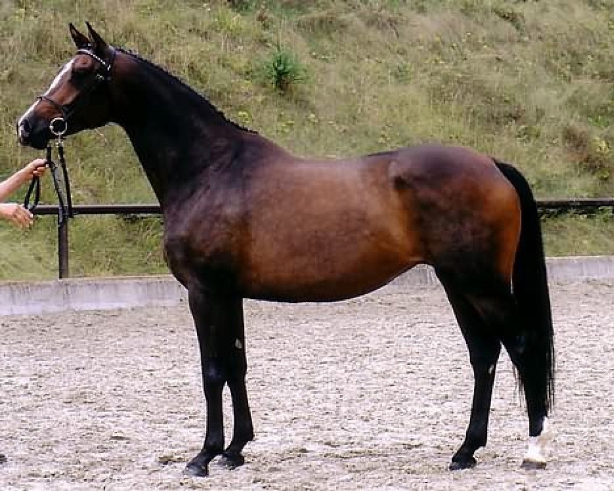 broodmare Rominten VI (Trakehner, 1998, from Manrico)